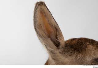 Deer doe ear 0015.jpg